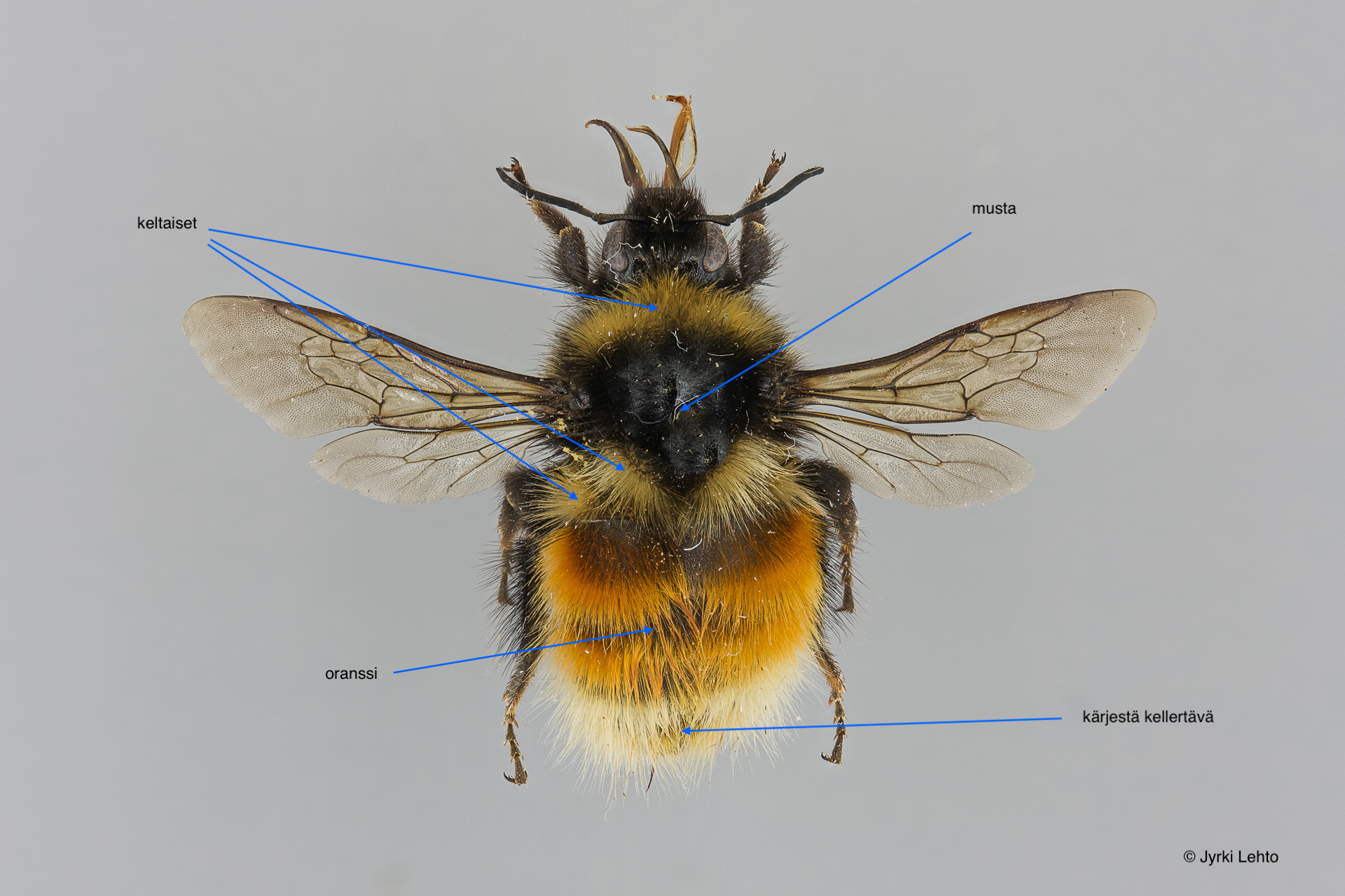 SPS - tunturiseurannat.fi