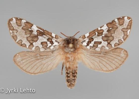  SPS - tunturiseurannat.fi 