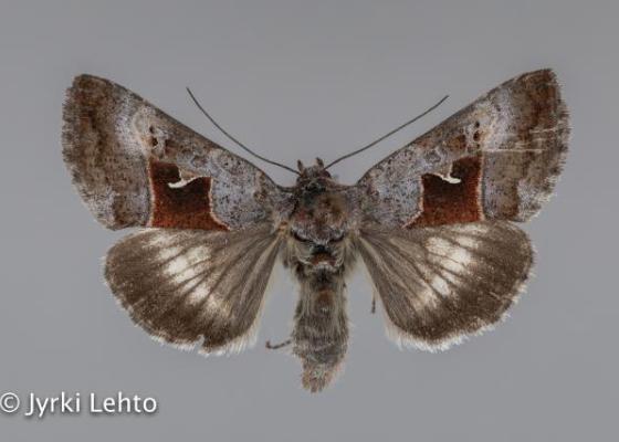 SPS - tunturiseurannat.fi