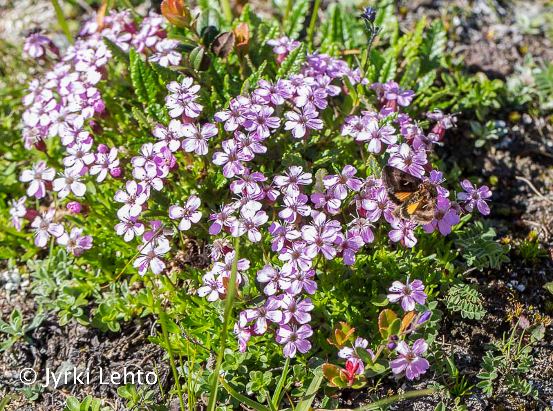 Kupariyökkönen kohokilla