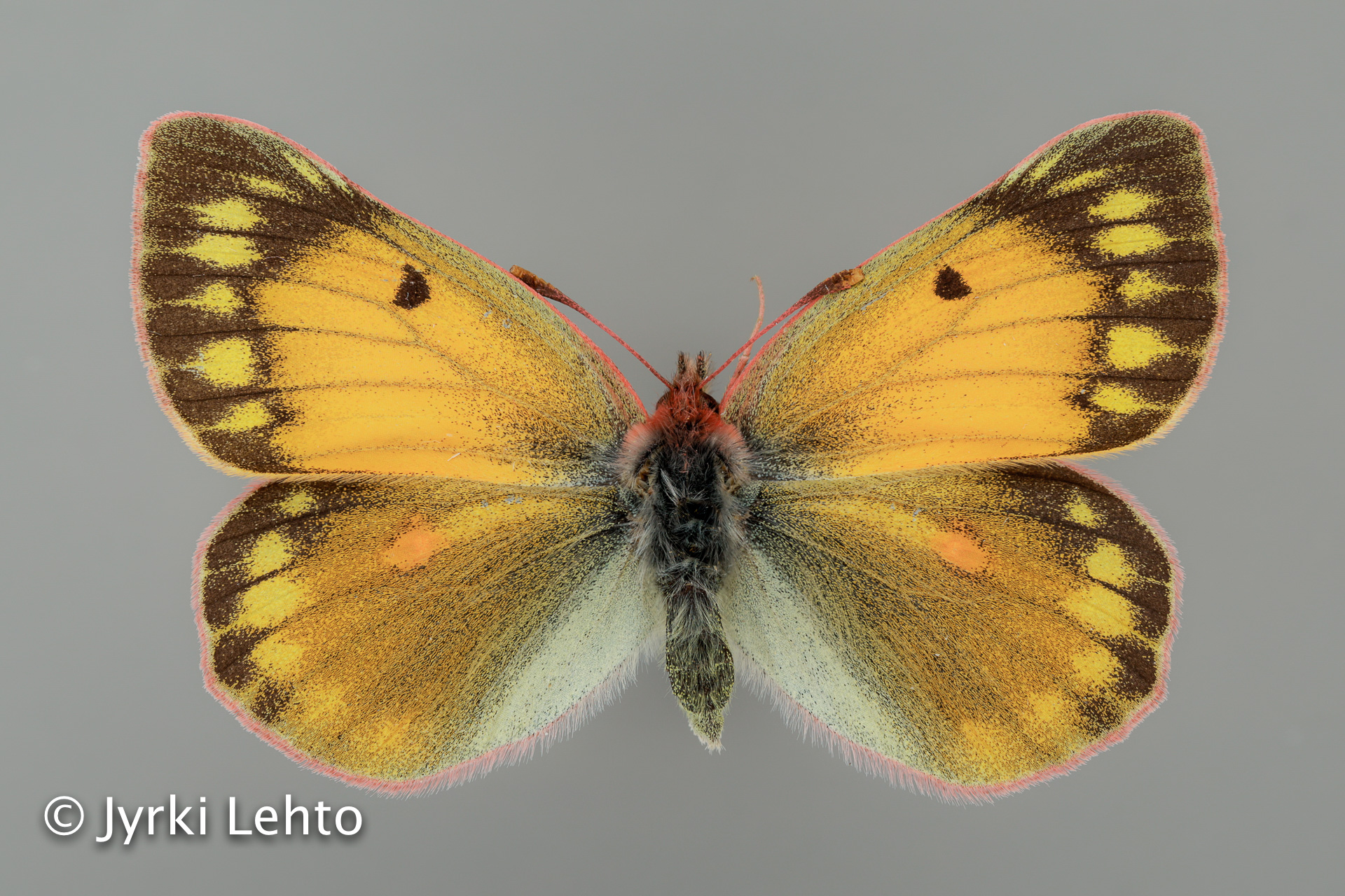 SPS - tunturiseurannat.fi